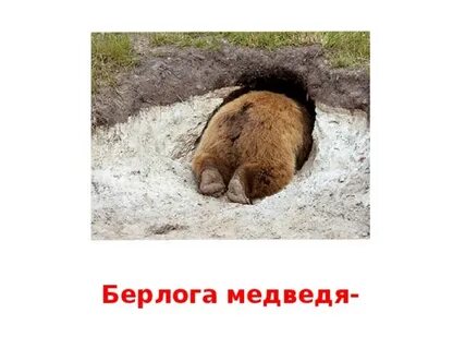 Сербский блоггер залез в берлогу к медведю