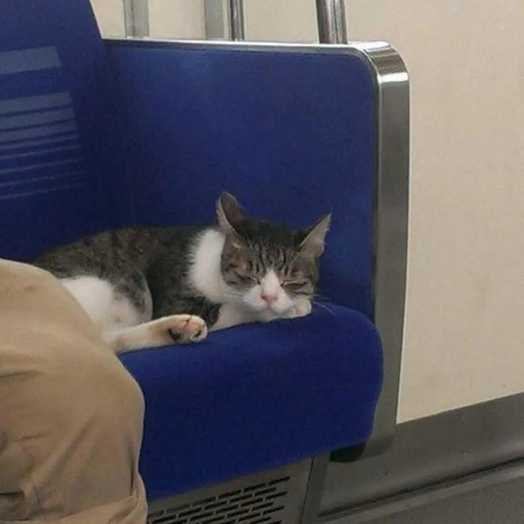 Кот ехал по билету. Котик в метро. коты в поезде. кот автобус. кот в электричке.