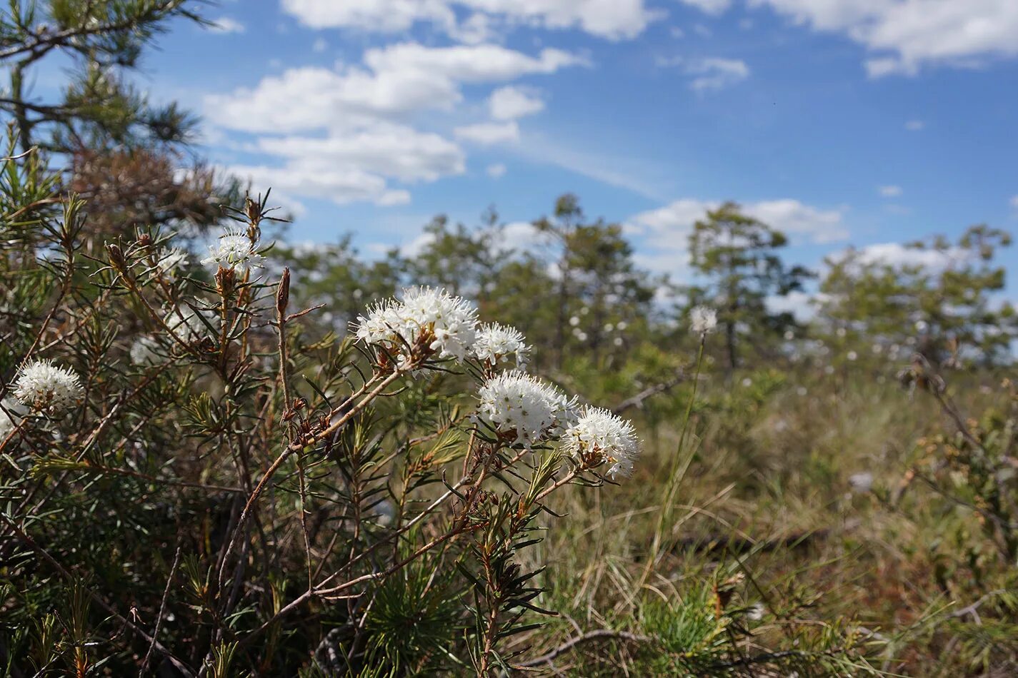 Багульник (Ledum palustre). 1. Ledum palustre- багульник болотный. Багульник болотный Сахалин. Багу́льник (лат. Lédum). Трава багульника болотного