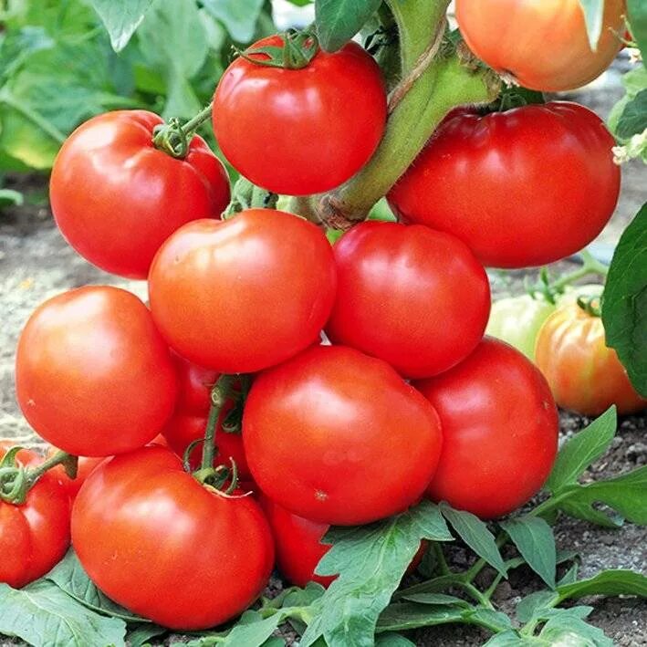 Гибриды томатов для открытого грунта. Томат всегда много f1. Томат Ангара f1. Томат томат Мейс f1. Семена томатов f1 для открытого грунта.