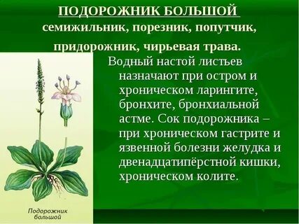 Зеленые страницы 2 класс подорожник