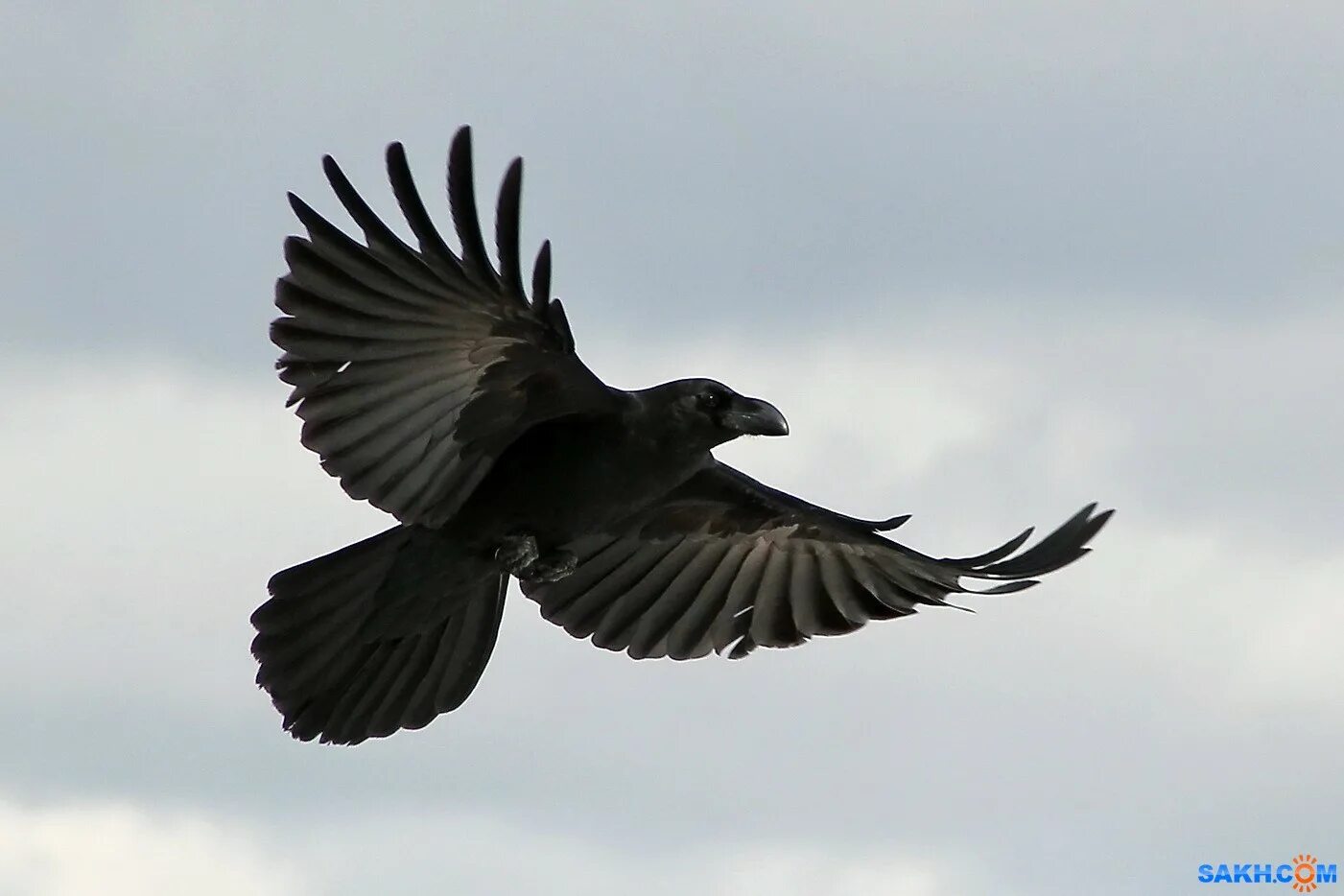 крыло ворона. ворон летит. мрачный ворон. крыло ворона. песня ворона черные крылья.