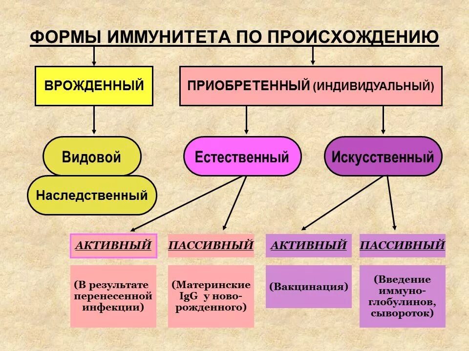 Понятие об иммунитете. Виды адаптивного иммунитета