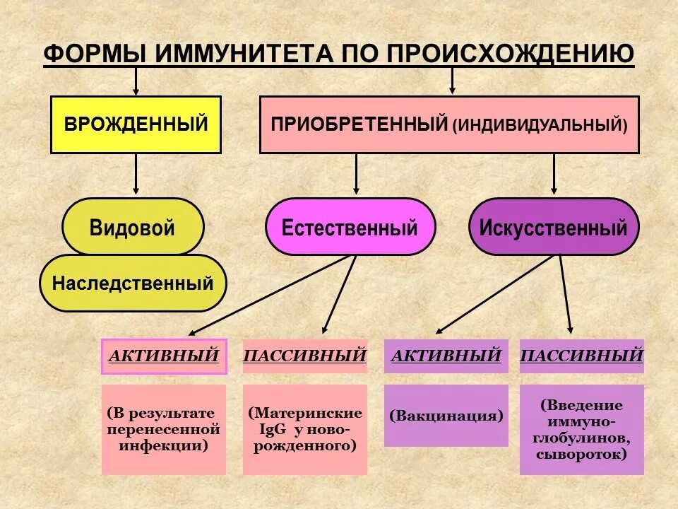 Приобретенный иммунитет схема. Классификация приобретенного иммунитета. Классификация типов иммунитета. Формы приобретенного иммунитета.