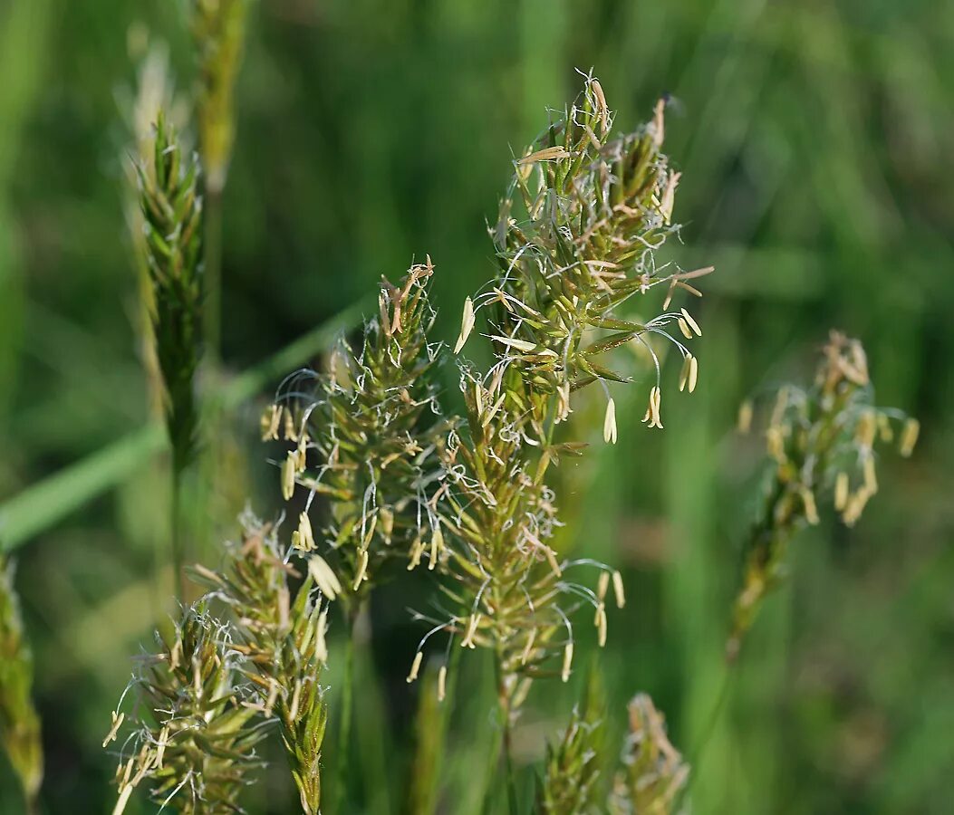 Злаковое место. Душистый колосок (Anthoxanthum odoratum). Душистый колосок обыкновенный (Anthoxanthum odoratum l.). Пахучеколосник – Anthoxanthum odoratum. Зубровка Мятликовые.