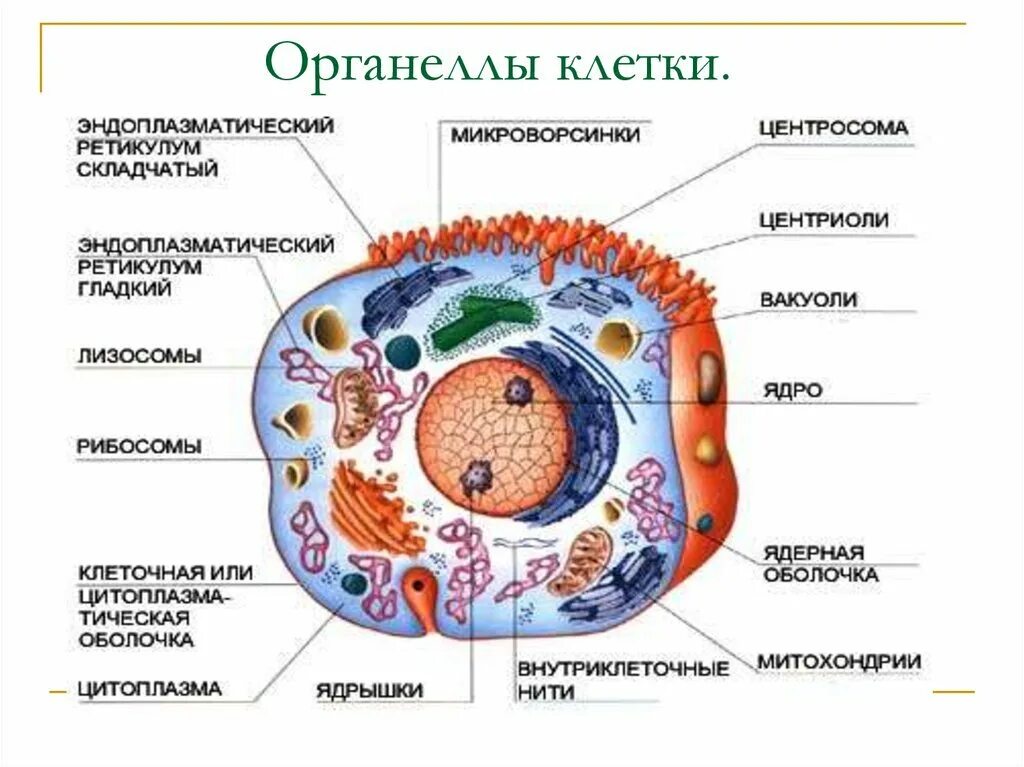 В состав эукариотической клетки входят. Схема строения эукариотической животной клетки. Оение эукариотической клет. Строение эукариот эукариоты клеток. Строение животной клетки эукариот.