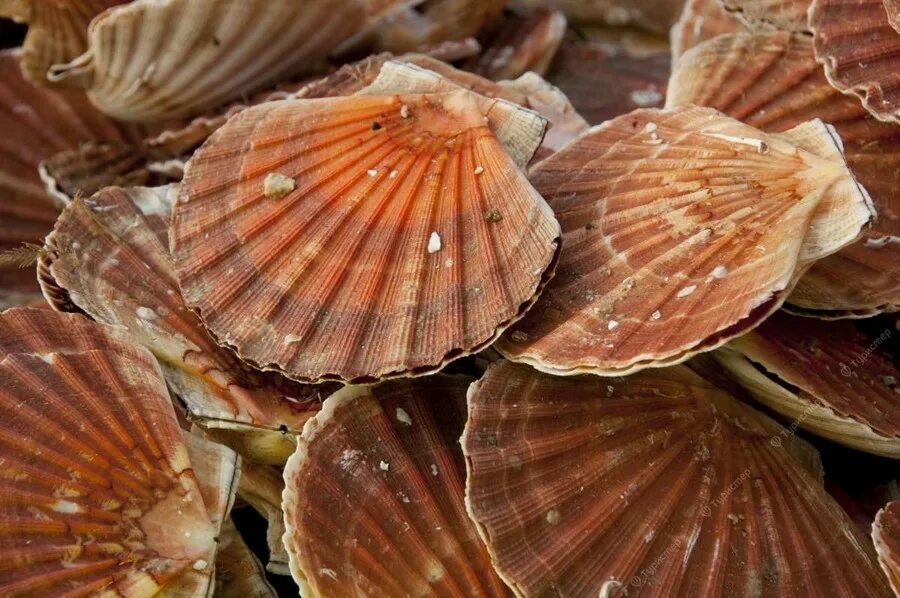 Гребешки сен-Жак (Coquilles Saint-Jacques). Морские гребешки Франция. Морской гребешок в природе. Естественный цвет гребешка.