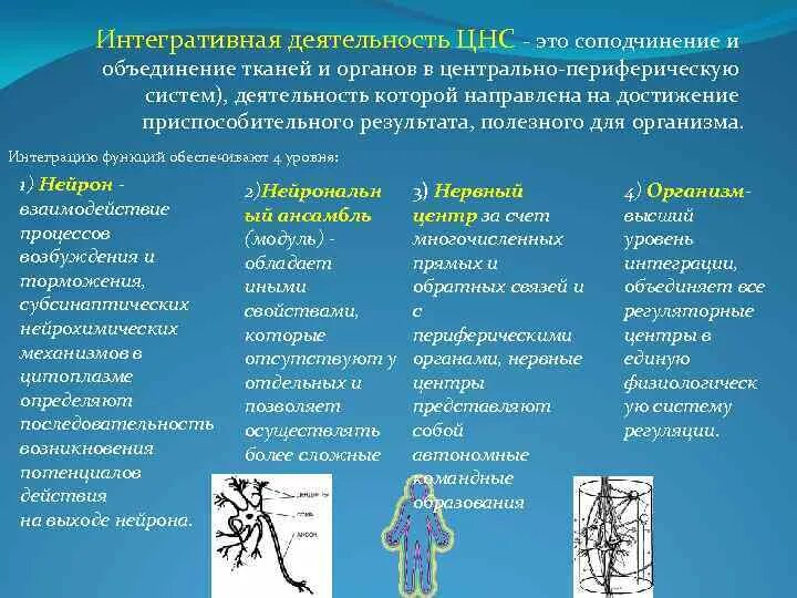 Иерархического соподчинения элементов нервной системы. Интегративные процессы в ЦНС. Деятельность центральной нервной системы. Интеграативное деятельности нервной системы. Функции центральной нервной системы.