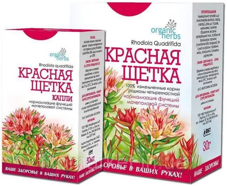 Красная щетка купить в аптеке. Красная щетка Rhodiola quadrifida. Травы для остановки кровотечения. Красная щетка в гранулах. Травы при обильных месячных кровотечениях.