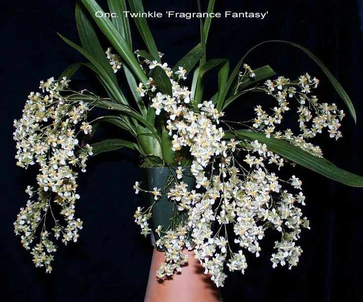My Onc. Twinkle CT Flamingo - masses of tiny fragrant flowers on long flower spi