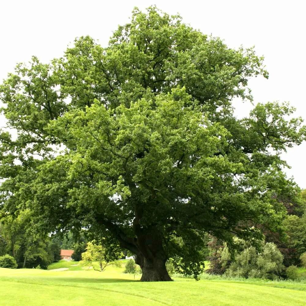 Округла крона. Дуб обыкновенный (Quercus Robur). Дуб черешчатый (Quercus Robur). Дуб черешчатый крона. Крона дуба черешчатого.