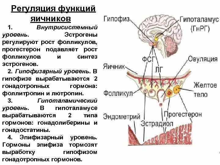 Взаимосвязь структур организма начиная с наименьшей. Гормональная функция яичников регуляция. Гормональная регуляция гипофиз. Схема действия гипоталамо-гипофизарной системы гормоны. Схему регуляции менструальной функции..