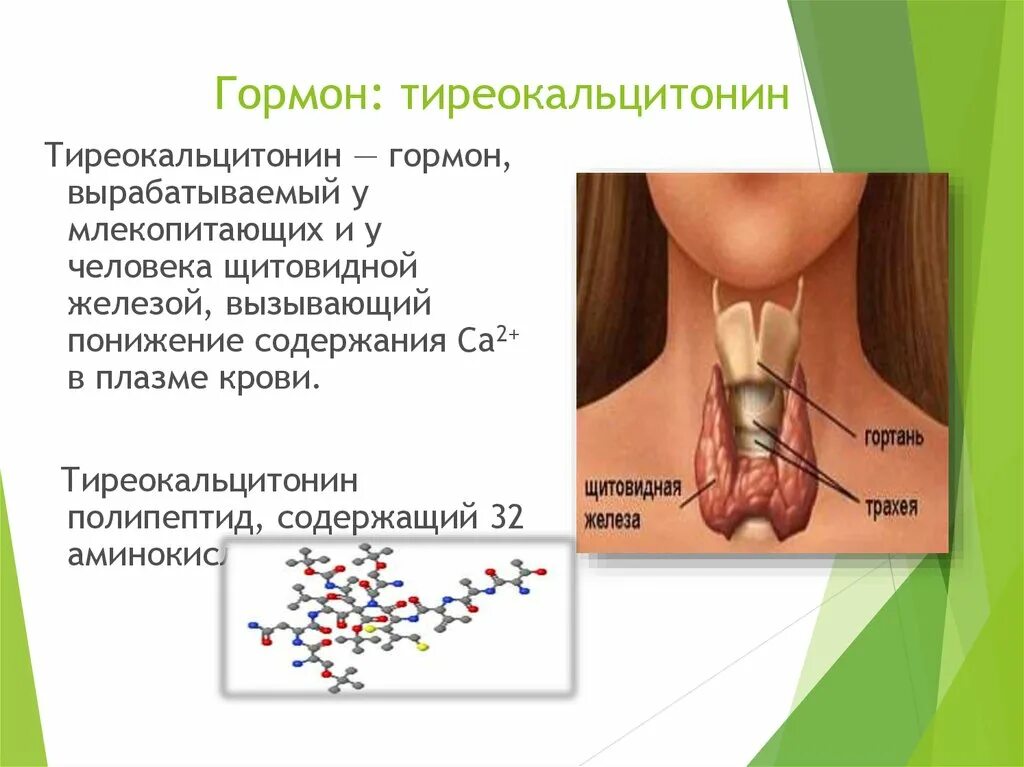 Секретирует тиреотропный гормон