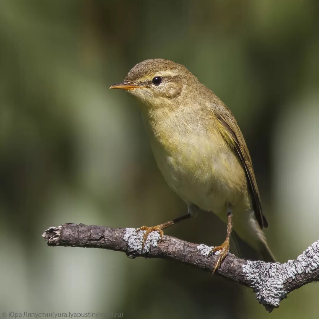 Пеночка-весничка. Птичка пеночка весничка. Слёток пеночки. Phylloscopus trochilus. Весничка это