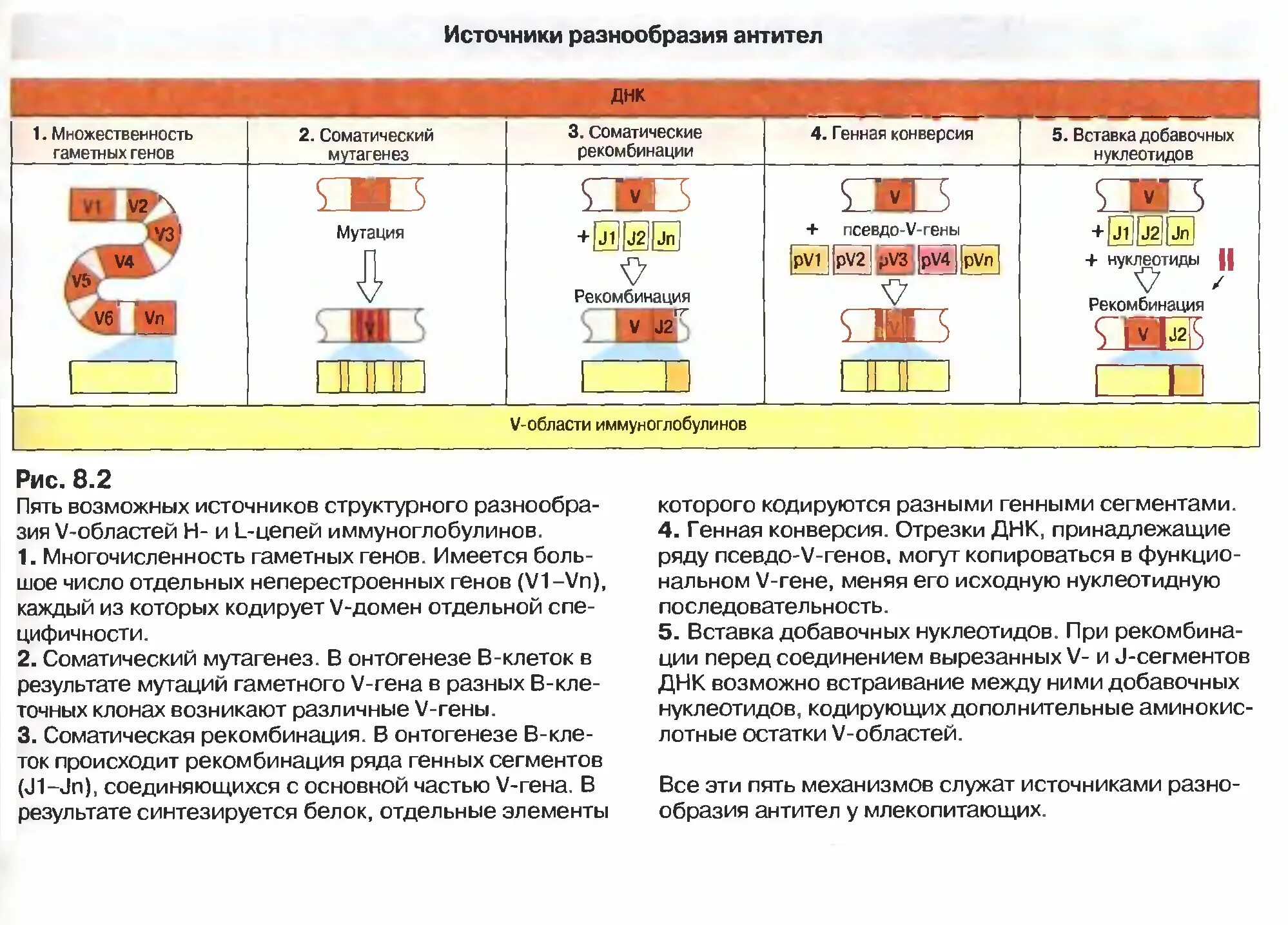 Механизмы генетического разнообразия антител. Источники разнообразия антител. Многообразие антител определяется:. Механизмы формирования многообразия антител. Отдельный домен