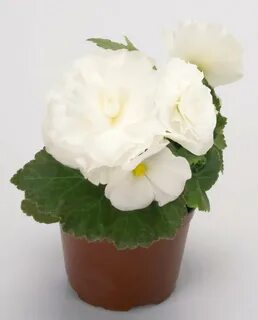 Бегония white
