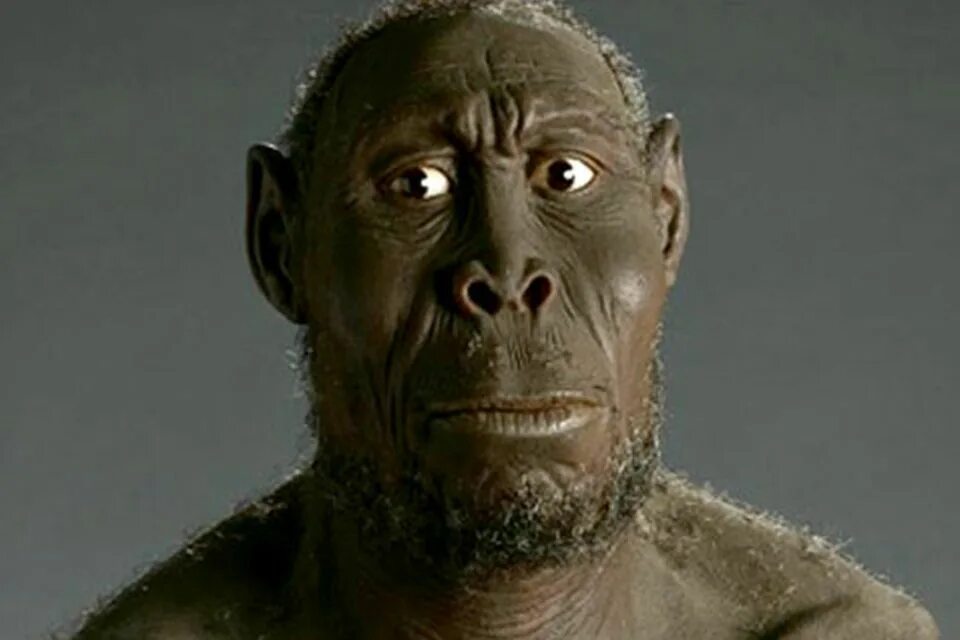 Австралопитек рудольфский,. Homo rudolfensis. Homo rudolfensis. Homo rudolfensis. Homo rudolfensis.