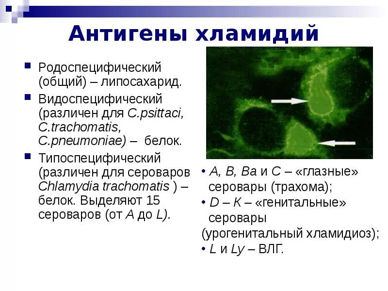 Хламидия пситаци. Типоспецифические антигены хламидий. Серовары хламидий.