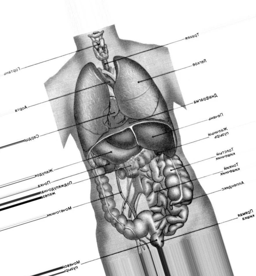 Анатомия человека расположение органов