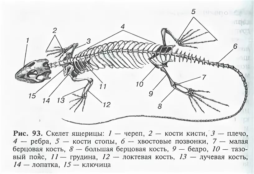 Скелет пресмыкающихся 7 класс биология. Строение скелета прыткой ящерицы. Скелет ящерицы отделы скелета. Отделы скелета и строение ящерицы.