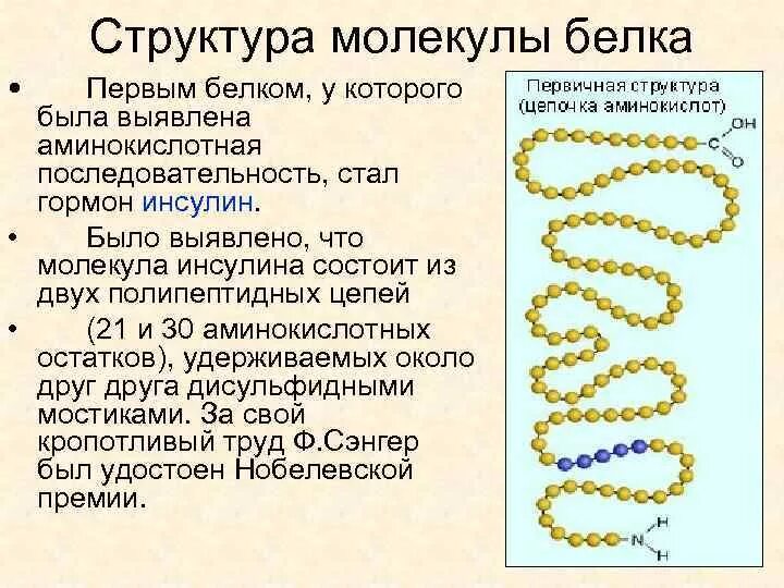 Свойства белковых молекул. Белки строение структура. Первичная структура белка. Первичная и вторичная структура белка связи. Структура молекулы белка.