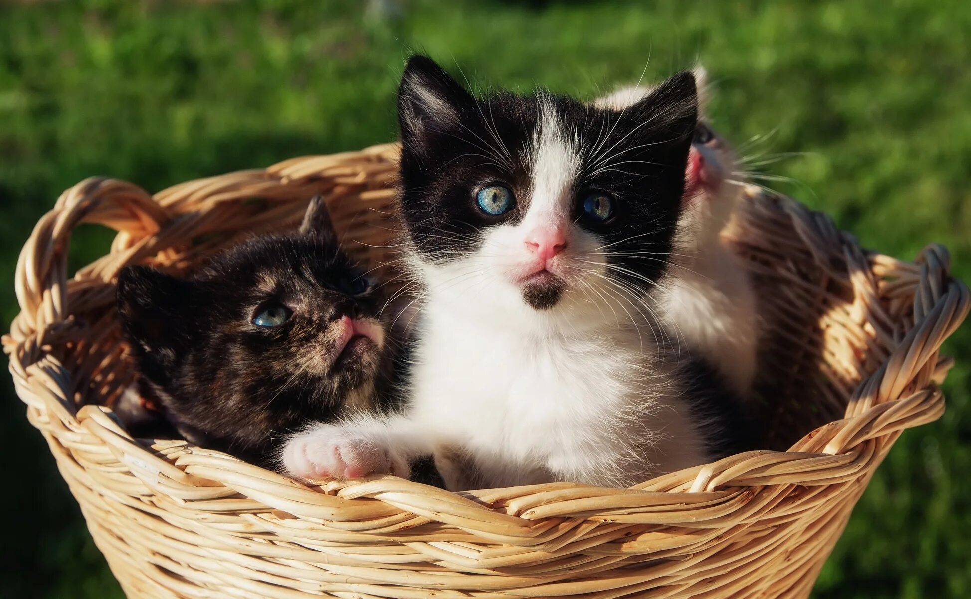 Кошка бесплатная живая. Разные домашние животные. Котики в корзинке. Милые домашние животные. Фотографии домашних животных.