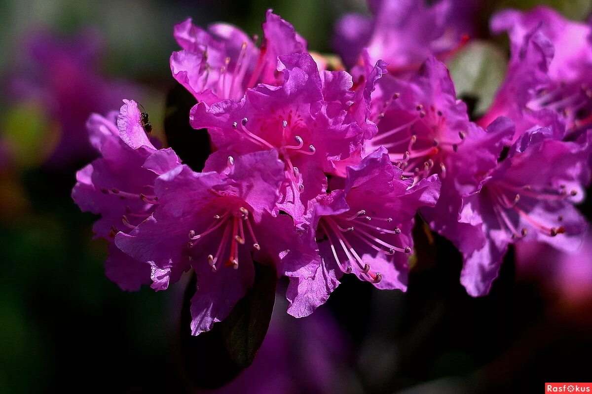 Рододендрон 'black widow'. Рододендрон на байкале. Рододендрон сканворд 6. Рододендрон олеандр. Рододендроны видео.