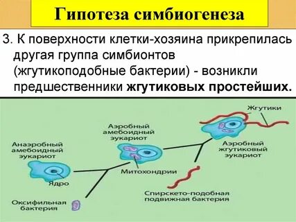 Симбиогенез