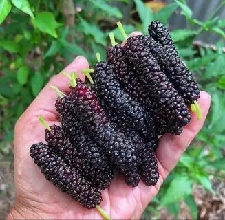Mulberry перевод
