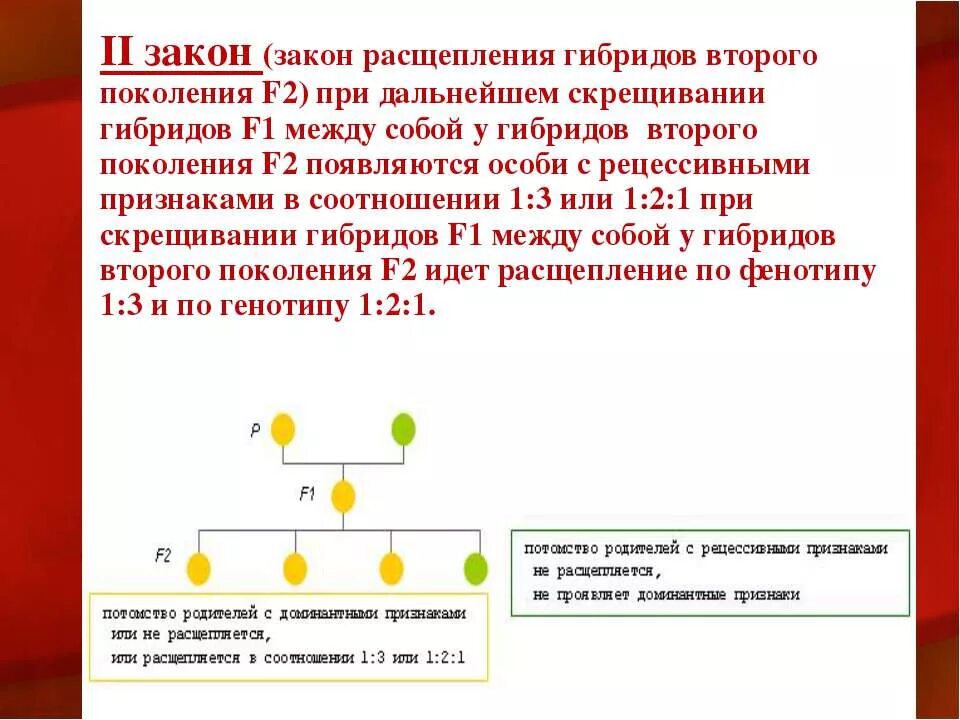 Соотношение расщепления во втором поколении. Закон расщепления. Расщепление второго поколения. Второй закон Менделя закон расщепления. Закон расщепления признаков.