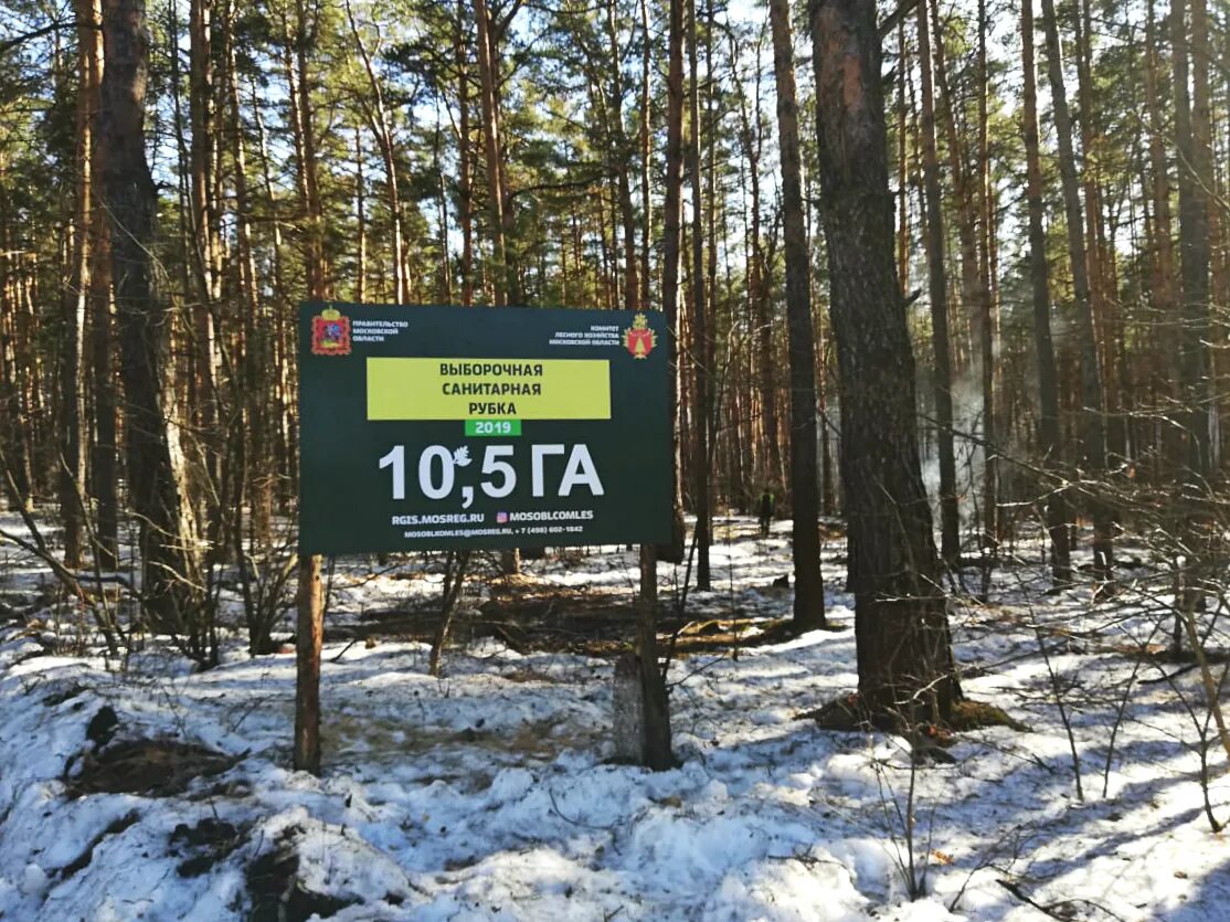 выборочная санитарная рубка. санитарные рубки. выборочная санитарная рубка. выборочная вырубка леса. санитарные рубки.