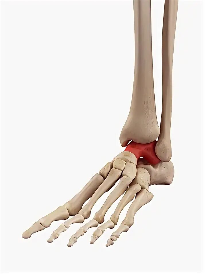 Как выглядят всесомовитовые кости на ноге Leg Bones Anatomy Drawing Broccoli Leg bones, Anatomy bones, Lower leg bones