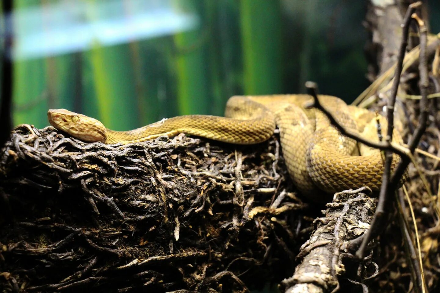 змеиный остров кеймада-гранди бразилия. фотосессия со змеями. со змеиного. со змеиного.