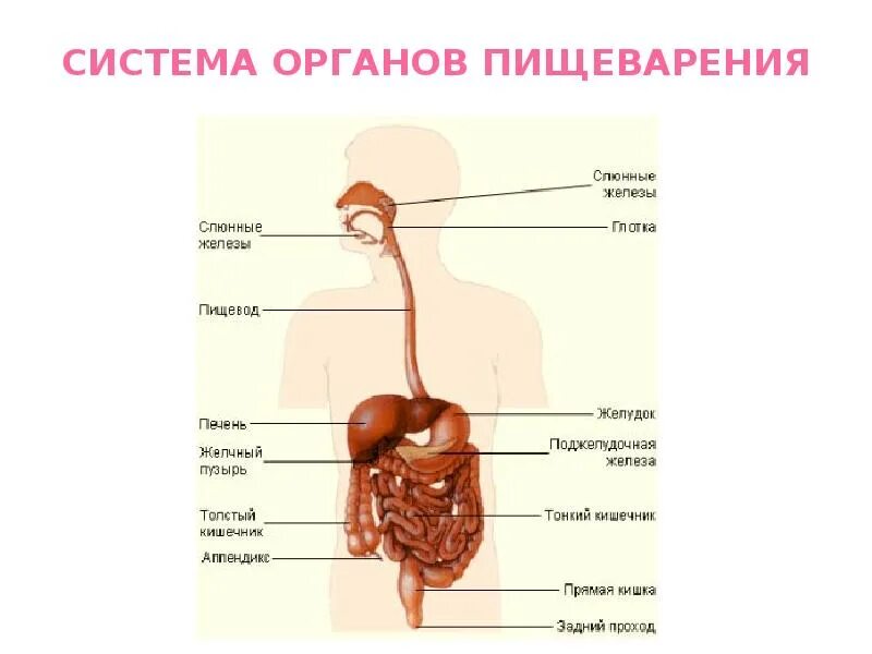 Анатомическое строение пищеварительной системы человека. Пищеварение человека строение и функции органов пищеварения. Общий план строения пищеварительной системы человека анатомия. Рис 91 система органов пищеварения.