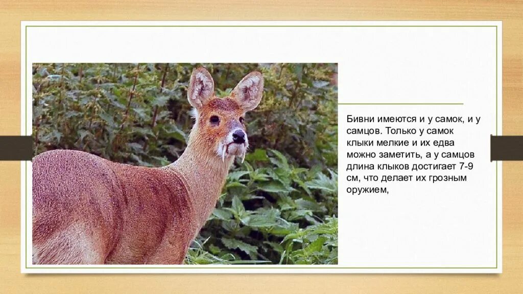 Какие отношения складываются между кабаргой и оленем. Кабарга сибирская красная книга кемеровской области. кабарга презентация. сибирская кабарга презентация. взаимоотношения оленя и кабарги.