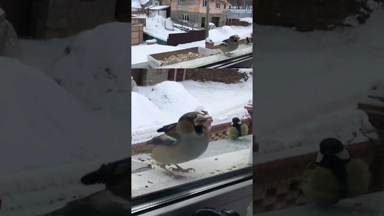 Стучит в окно примета. Дубонос стучит в окно. Птица бьется в окно. Дубонос зимой в окне. Чайка прилетела на окно примета.