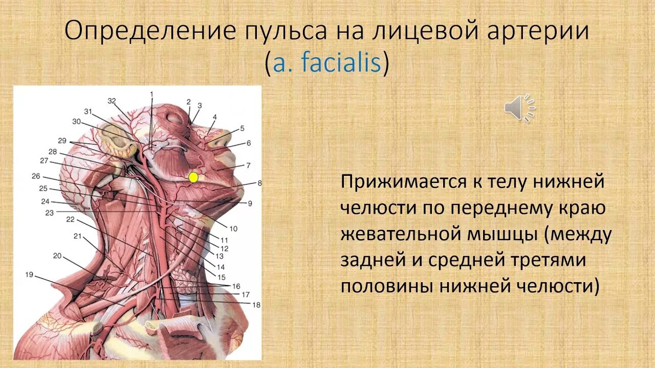 Место определения пульсации лицевой артерии. Точка пульсации лицевой артерии. Пульс на артериях. Точки пульсации артерий на голове. Сонная артерия как нащупать где