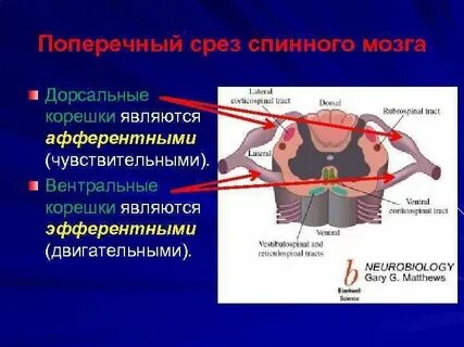 Передние корешки спинного мозга образованы двигательных нейронов