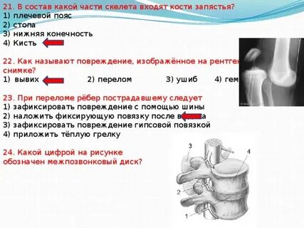 В состав кости не входит