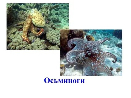 Почему осьминог