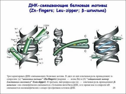 Стр ию