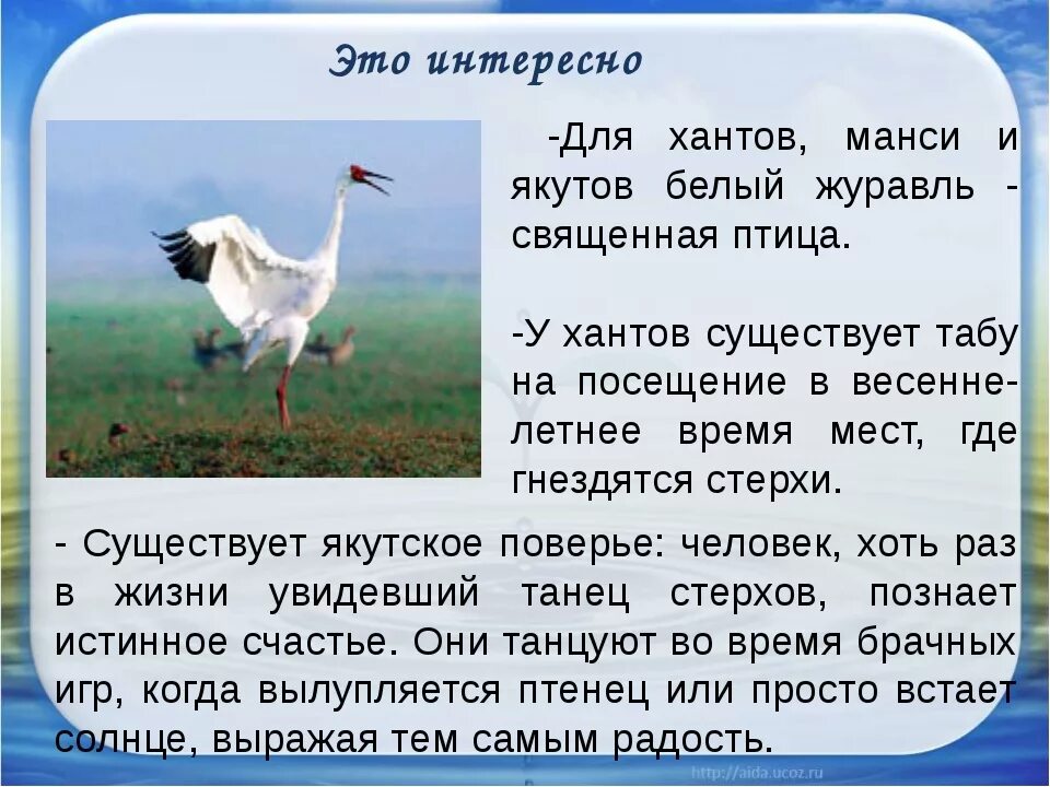 Журавль символ чего в россии. Стерх Священная птица Якутии. Стерх или белый журавль. Интересное о журавлях для детей. Интересные факты о журавлях.