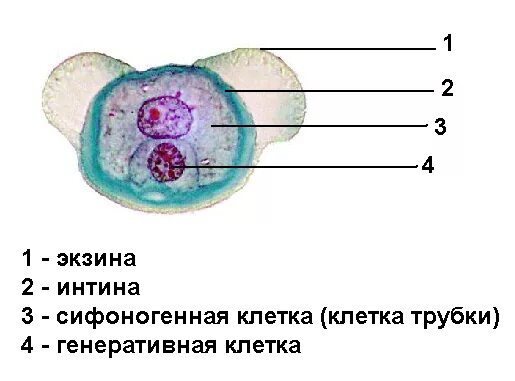 Рисунок генеративной клетки. Строение пыльцы сосны обыкновенной. Строение пыльцевого зерна сосны. Строение пыльцевого зерна голосеменных. Строение пыльцы голосеменных.