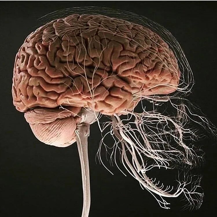Nervous system brain