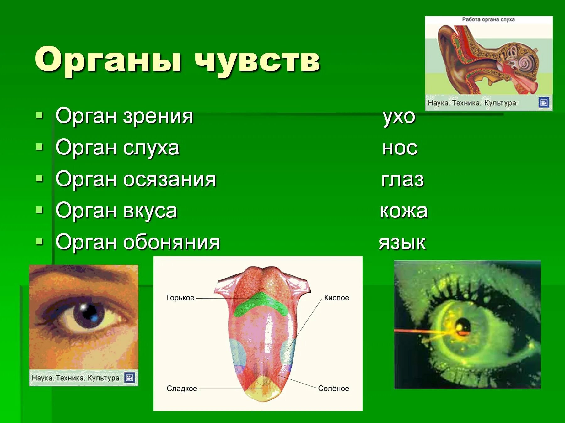 Сколько органов чувств у человека. Органы человека зрения слуха обоняния вкуса осязания. Система органов чувств схема. Органы чувси. Органы чуствие человека.