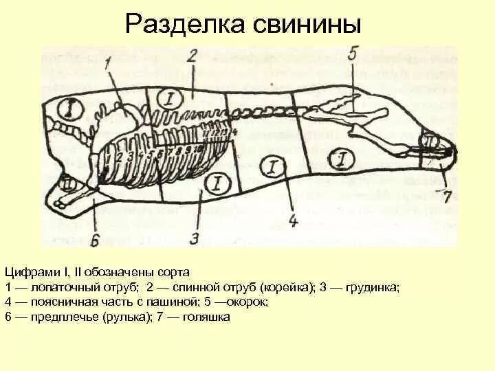 5 свиных туш. Сортовой разруб туш свинина. Схема разруба полутуши свинины. Схема разрубки туши свинины. Схема кулинарной разделки туши свинины.