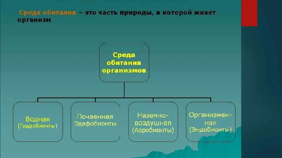 Среда обитания излучение. Эндобионты среда обитания. эндобионты примеры организмов. гидробионты аэробионты эдафобионты эндобионты. ,гидробионты,педобионты(эдафобионты),террабионты,эндобионты&quot;.