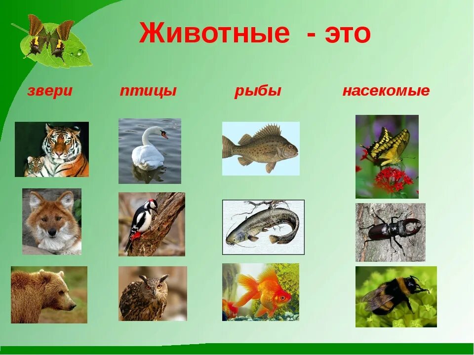 Приложение к уроку биологии рост и развитие животных.