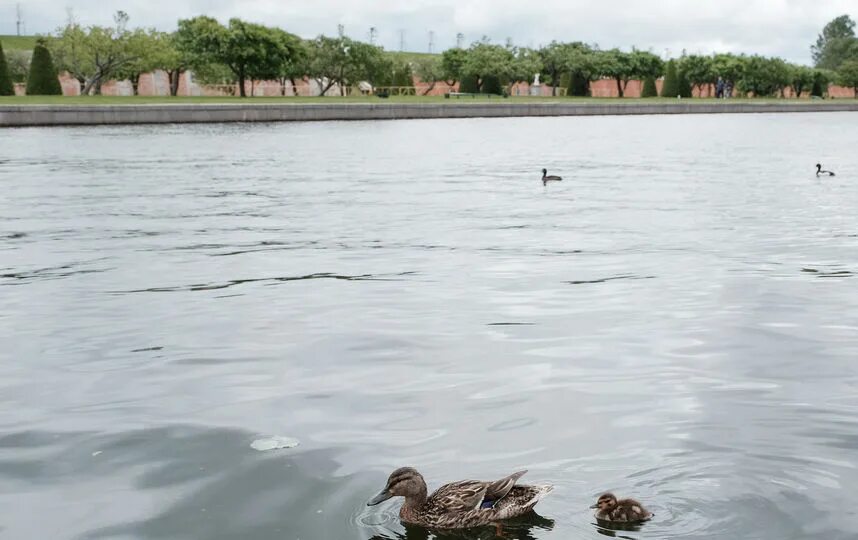 В пруду плавали несколько уток