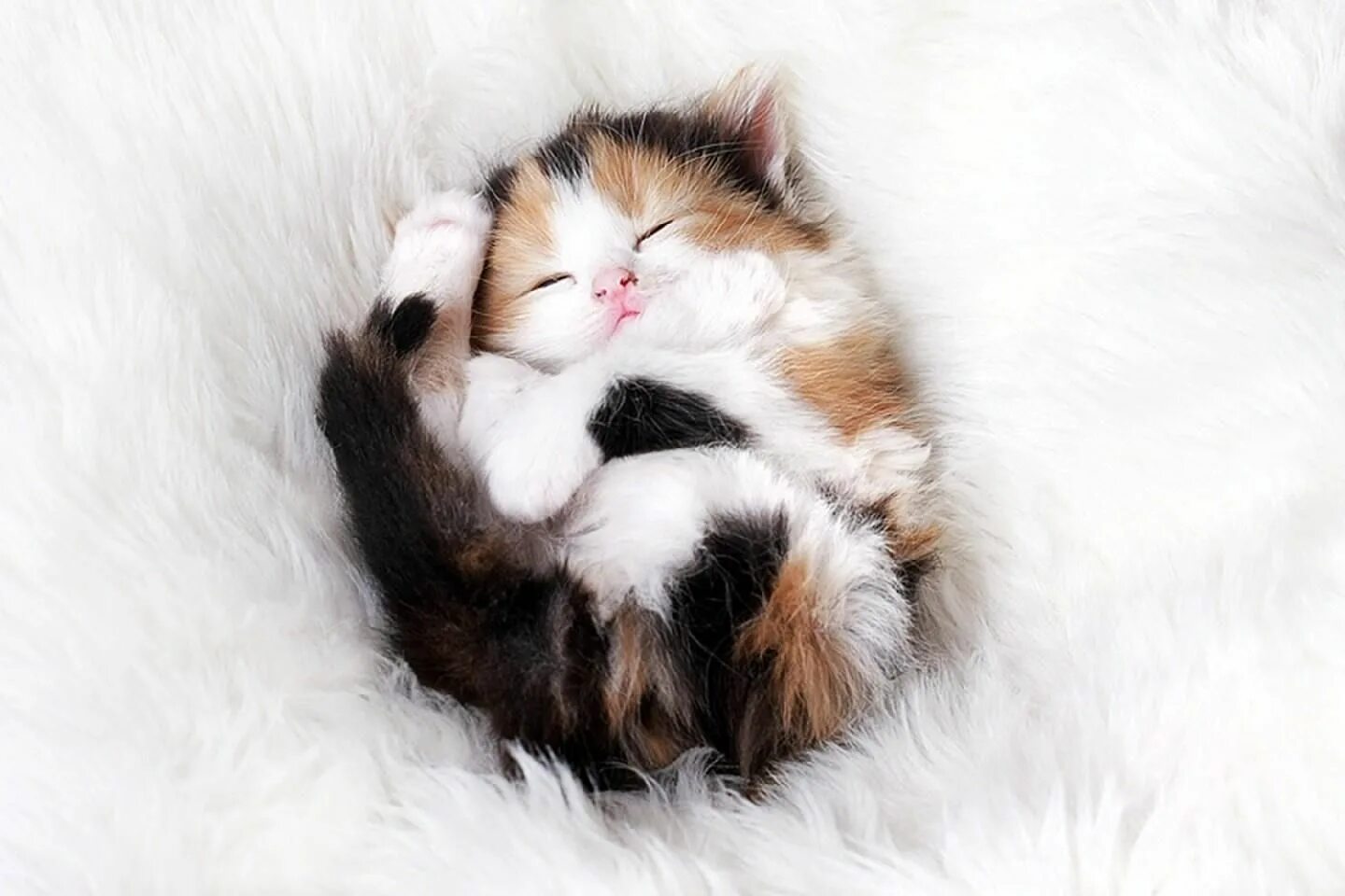 Спящий котенок. Милые кошки. Котята милые и пушистые. Красивый котенок во сне